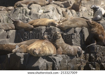 Group of resting, sleeping fur seals on remote rocky island in wild Southern Ocean of Tasmania, Australia.