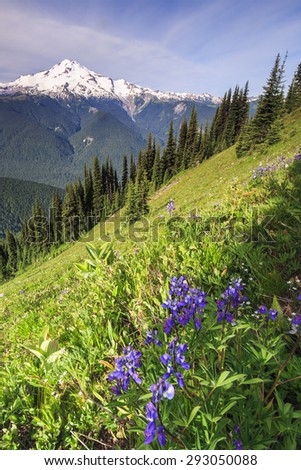 Paradise landscape of snowy mountain peak and purple flowers