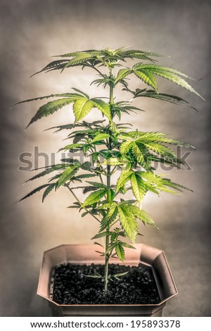 Cannabis female plant in flowerpot, Indica dominant hybrid in early flowering stage.