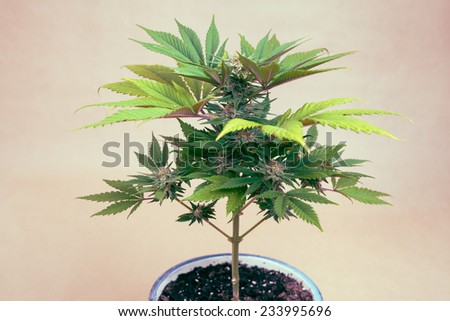 Cannabis female plant in flowerpot, Indica dominant hybrid in flowering phase.