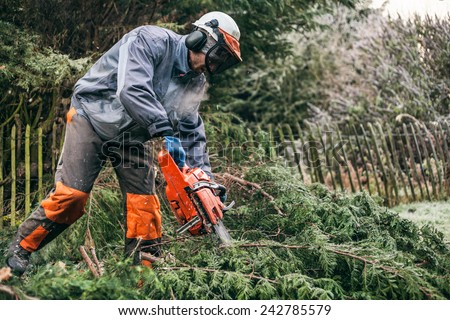 Professional gardener cutting tree with chainsaw.