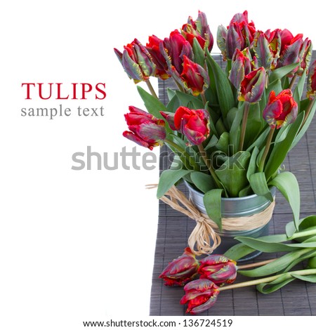 spring parrot tulips in  vase isolated on white background