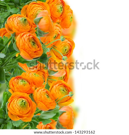 orange ranunculus flowers  border isolated on white background