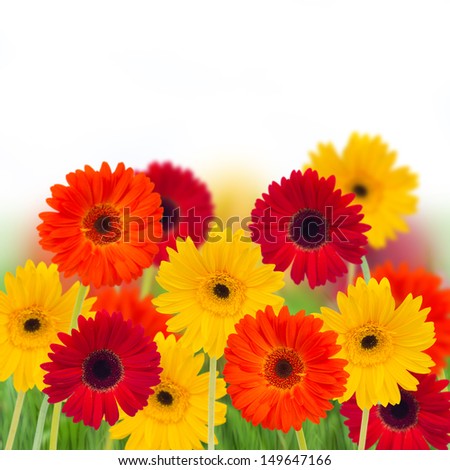 garden of  gerbera flowers  isolated on white background