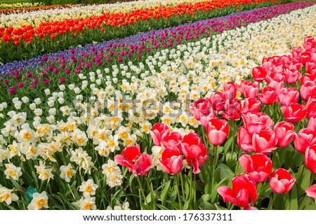 holland tulip and daffodil flowers  striped field