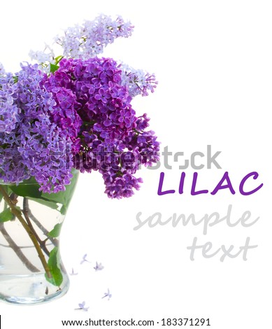 Border of fresh   lilac flowers isolated on white background