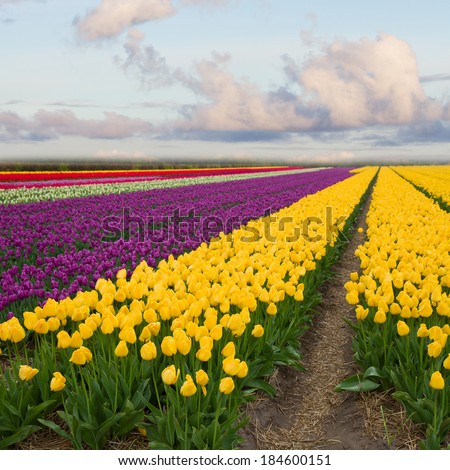 spring yellow and violet  tulips in sunny day