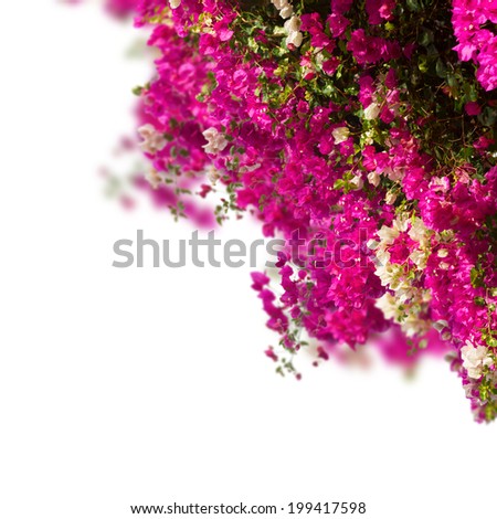 garden with  red bouganvilla flowers isolated on white background