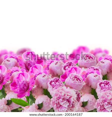 garden of pink  peonies   isolated on white background