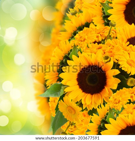 flowers border  with sunflowers and marigold  flowers