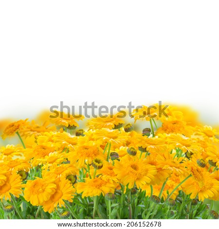 Yellow calendula flowers border  isolated on white background