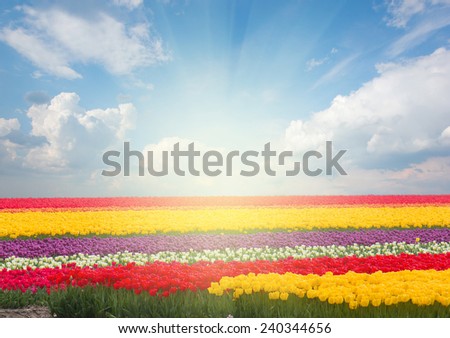 Famouse dutch multicolored  tulip field with rows in sunny day with blue sky
