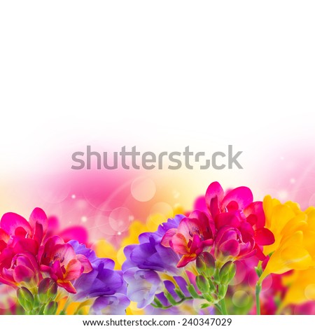 blue, pink and yellow freesia  flowers border  on white background