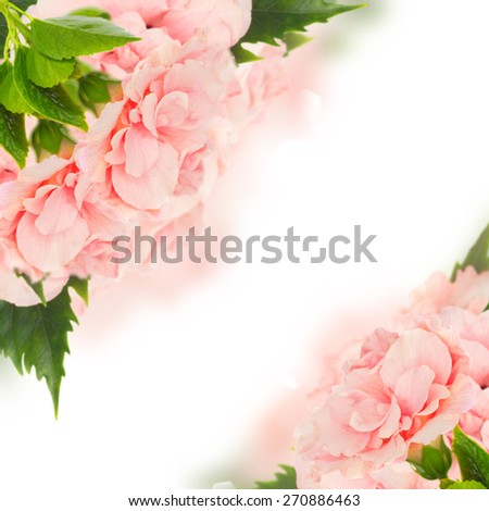 pink   hibiscus  double flowers frame with green leaves on white background