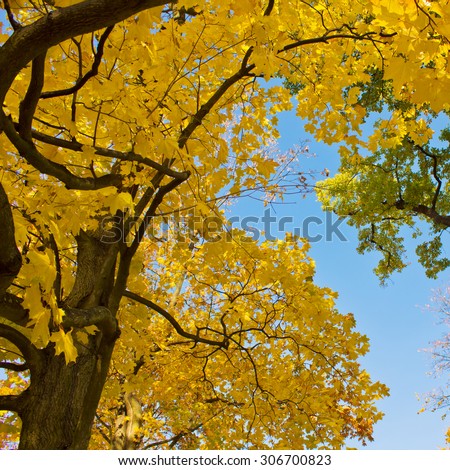 Yellow fall tree on blue sky background