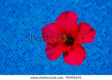red hibiscus flower in cool water of blue pool