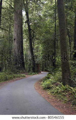 Forest Road Old Growth Redwoods California Wild Nature