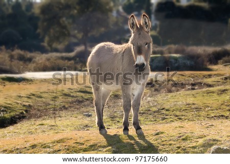 small donkey walking in a meadow