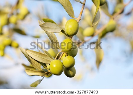 detail of fresh olive branch in autumn