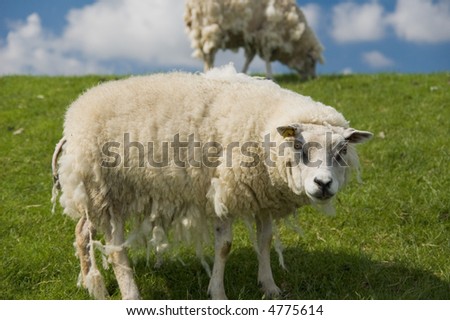 Old sheep staring into the lens