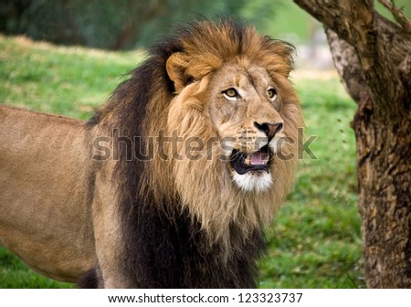 BIG YOUNG MALE LION 5