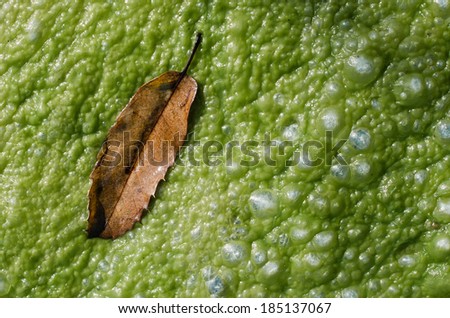 Brown autumn leaf on water algae