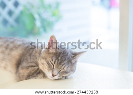 sleeping cat on Studio chair