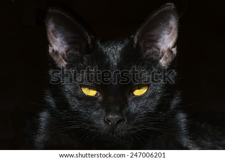 Portrait of black domestic cat isolated on a dark background