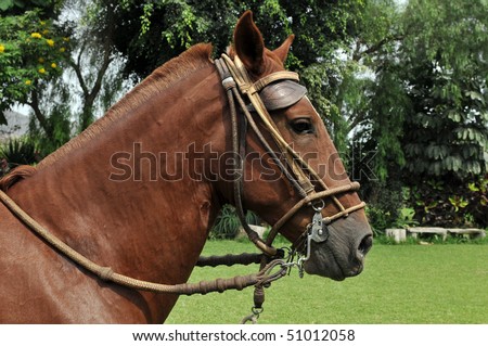 Portrait of Peruvian Horse \