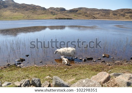 A little lamb and sheep standing beside a small lake