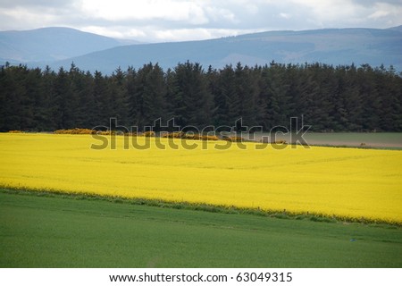 Rapeseed Farm and Pine Trees