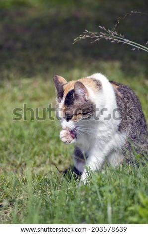 young cat on summer grass wash face
