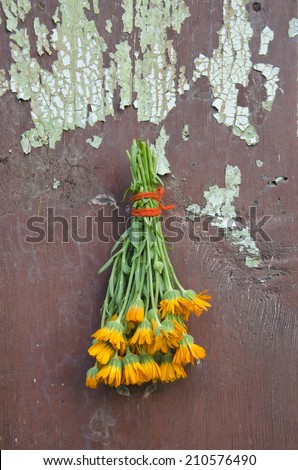fresh calendula marigold medical herb flowers bunch on old wooden cracked farm wall