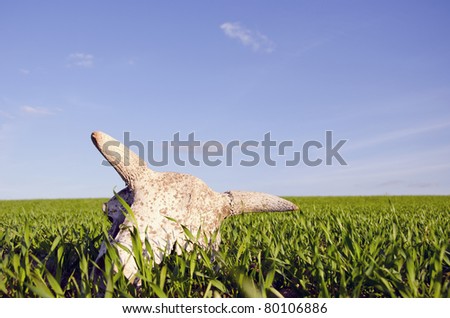cow cranium in the spring crop field
