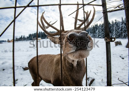 Deer on a background of a winter forest, perspective distortion, big nose, funny look