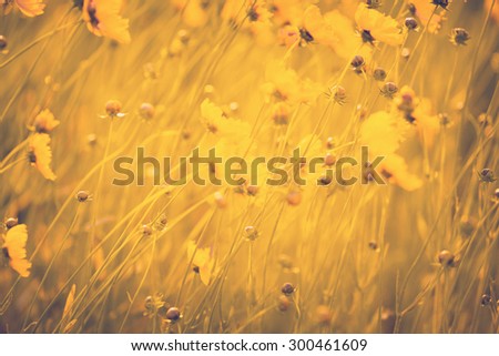 Summer field with grass and wild flowers, beautiful yellow-gold background, nature