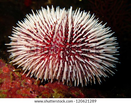 White sea urchin (Sphaerechinus granularis)