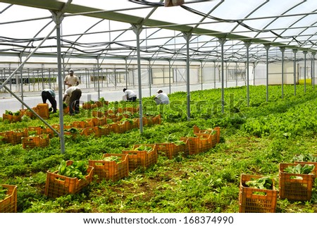 AGRO PONTINE, LATINA, CENTRAL ITALY- JUNE 5: Immigrants from Bangladesh working in greenhouses where they produce vegetables and salad, June 5, 2010 in Latina, Lazio, Central Italy.