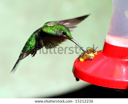 Hummingbird and bees visiting a feeder (Monteverde, Costa Rica)