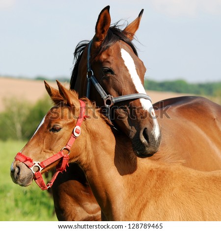 Similar – Funny horses on meadow