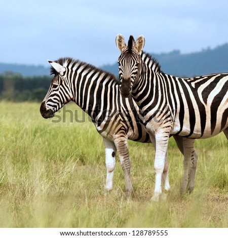 Young zebra cuddling with mum