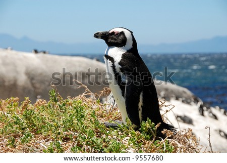 penguin near Simon\'s Town,South Africa