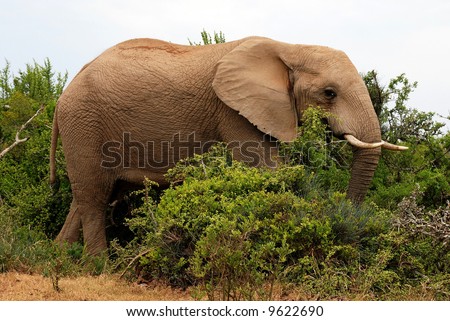 male elephant going through the bushes