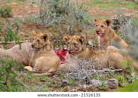 three lion cubs eating the kudu antelope