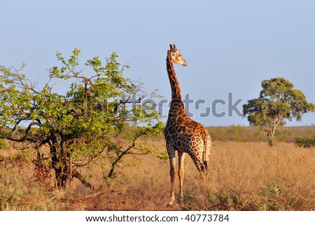 giraffe in morning sunshine