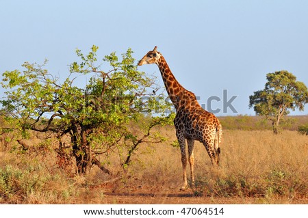 young giraffe in morning sunshine