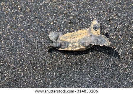 Baby turtle lays on its back flagging its claw as it attempts to flip over itself on a black sand beach.