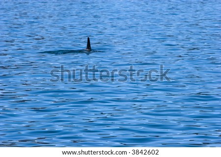 Killer whale in open ocean