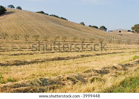 California vineyard landscape