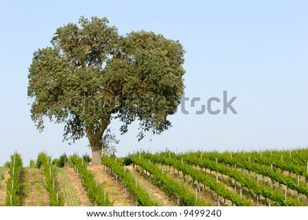 Beautiful California vineyard landscape and blue sky